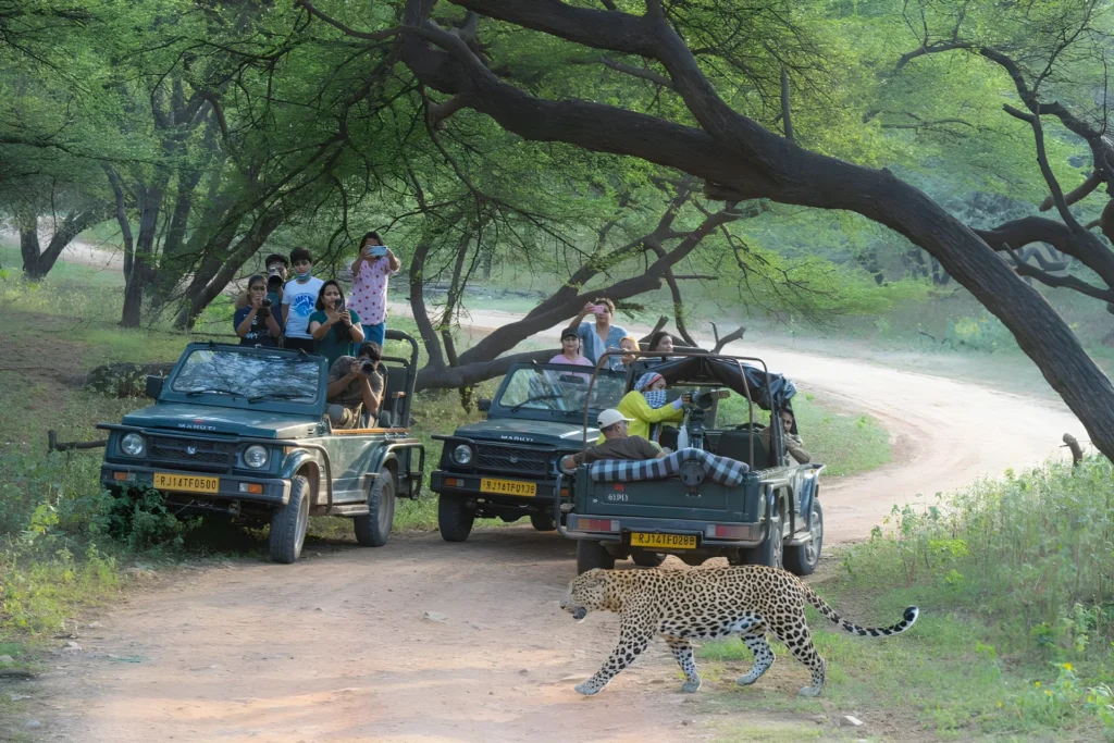 jawai-leopard-safari