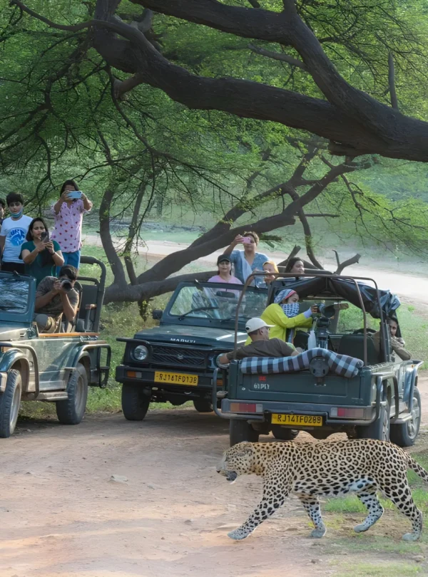 jawai-leopard-safari