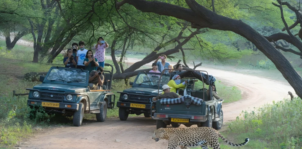 jawai-leopard-safari