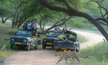 jawai-leopard-safari